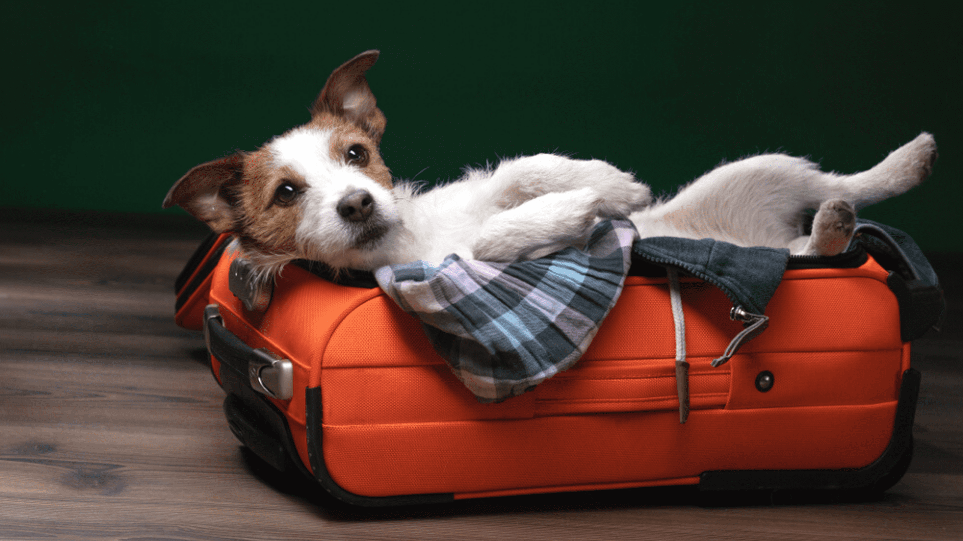 Viagens com pets: dicas essenciais para uma jornada tranquila com seu melhor amigo